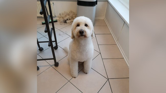 Blije-Doodle