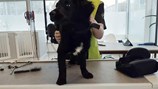 Buddy-1